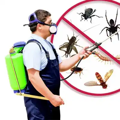 pest control Hampton